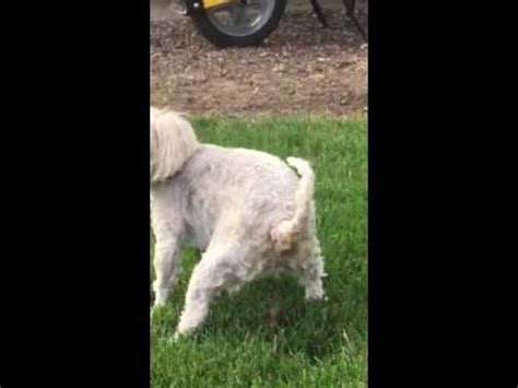 dog poop hanging by hair